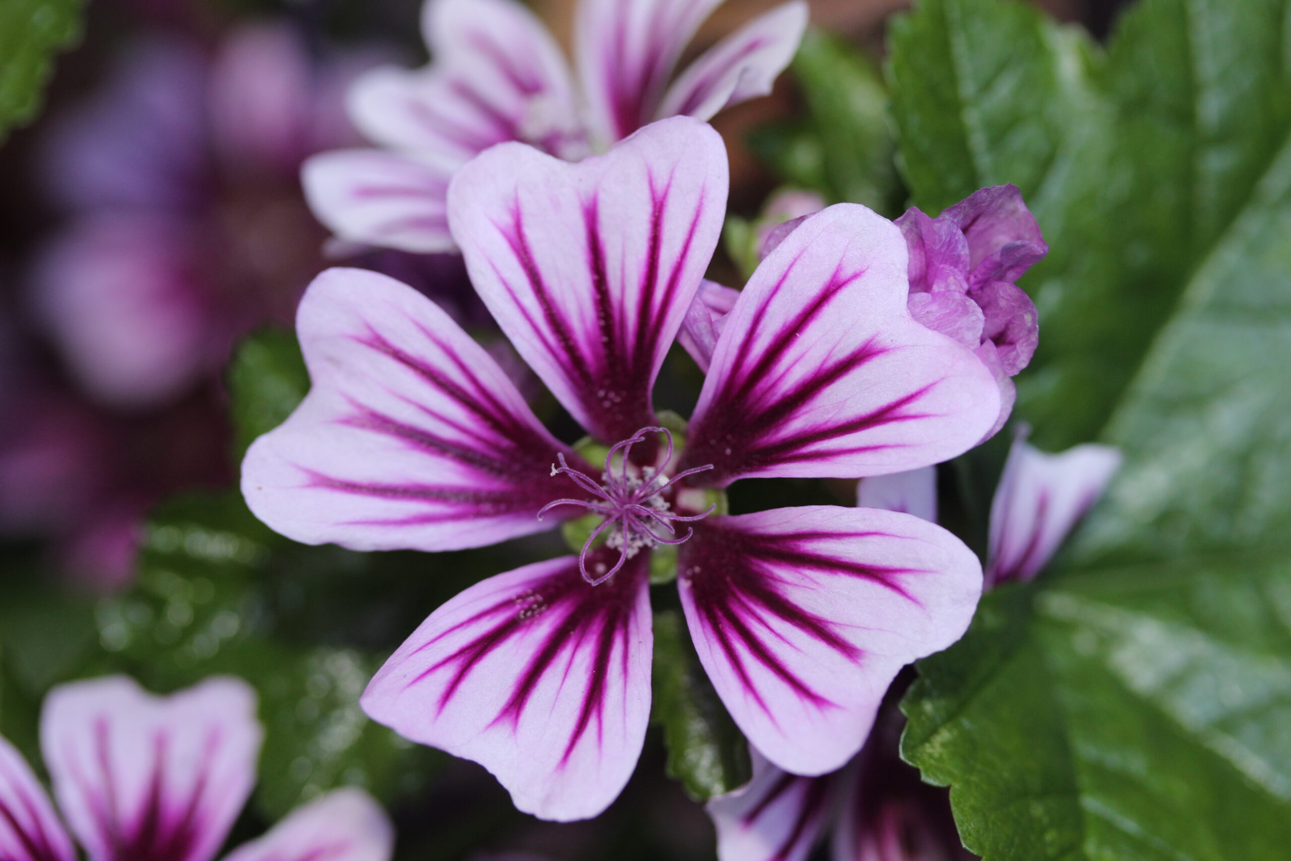 Detailed close-up of a purple flower adorned with white stripes, highlighting its unique patterns and vivid hues.